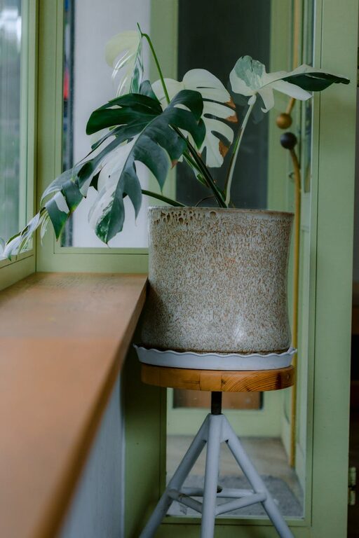 Evinizi Bitkilerle Canlandırmanın Yolları